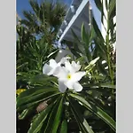 Riviera Paradise : Unique Vacations Experience * 알리코비치